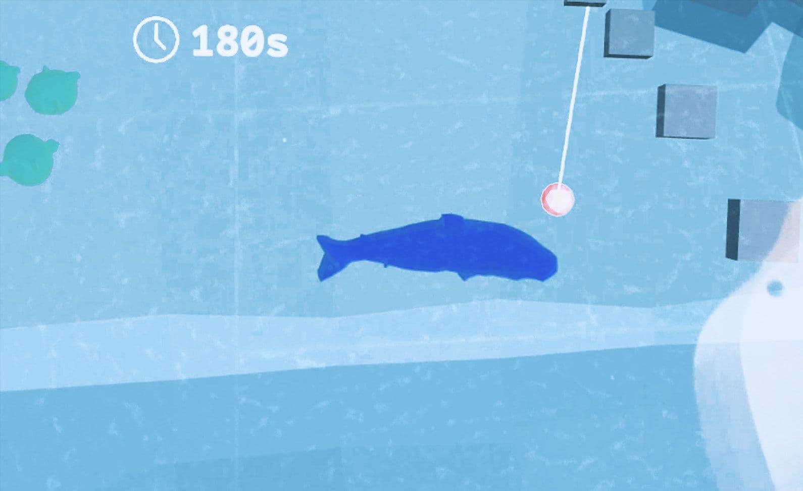 Fish in the pond